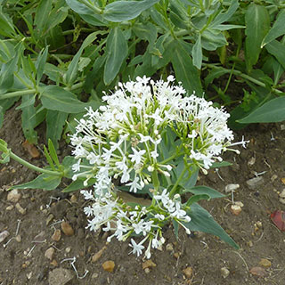 Valeriana blanca